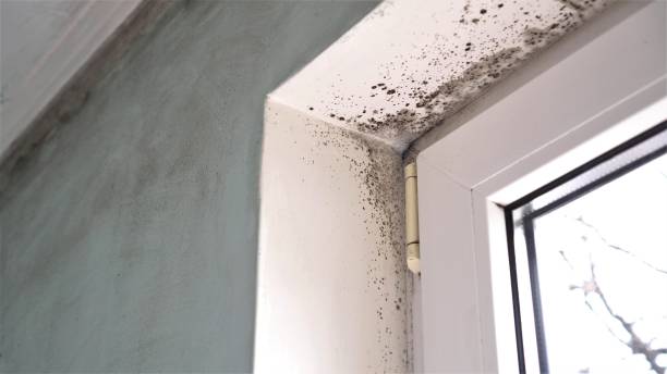 Best Mold Testing and Inspection Services in Springhill, LA