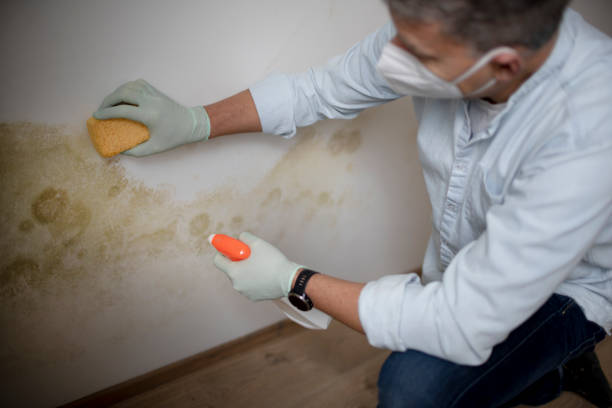 Best Industrial Mold Remediation in Springhill, LA